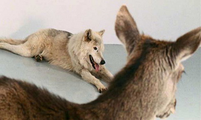 Mircea Cantor, Deeparture, 2005. (Still from video). © Mircea Cantor. Courtesy of the artist.